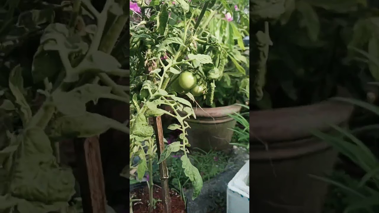 Can you guess the names of all the items that are spinning?