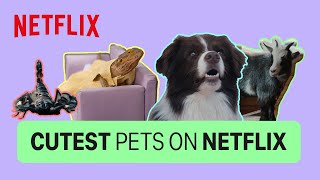 All the cutest pets on Netflix 😍