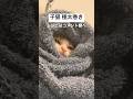子猫極太巻き #猫 #cat #癒やされる #猫動画 #子猫 #癒される #癒され #ねこ #かわいい #三毛猫 #子猫巻き