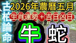 【古柏論命每月運勢+吉日凶日】2026年農曆五月(陽曆6/15 ~7/13)生肖運勢分享 -  牛 + 蛇                     #八字  #運勢  #沈香  #煙供粉  #末那沈香