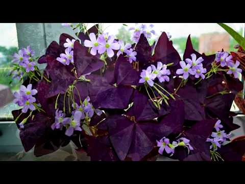 ОКСАЛИС (КИСЛИЦА, Oxalis) уход