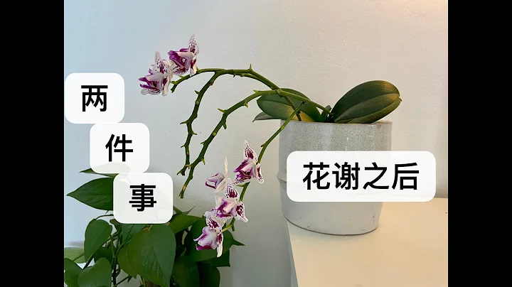 【21045】蝴蝶兰花谢之后，需要做的两件事儿  // 静姐说花603 - 天天要闻