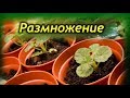 Секреты и способы размножения Герани (Пеларгонии).