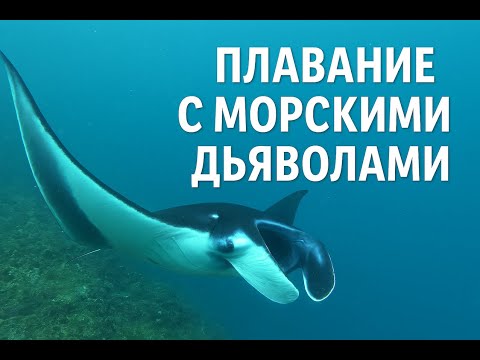 Swimming with Sea Devils | Snorkeling with Manta Rays in Indonesia