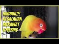 Hindari!! Beberapa kesalahan dalam merawat lovebird