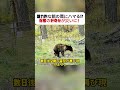 魅力的な餌の罠にハマる!? 棕熊の好奇心が災いに！ #野生動物 #鹿肉 #罠 #危険 #自然の驚き
