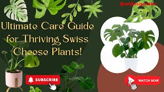 Ultimate Guide: Caring for Monstera Deliciosa Plants #monstera #plantcare #garden #gardening #home