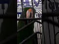 Talking parrot 😘