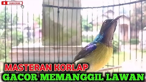 Kolibri kelapa | manggar | wiceh |  masteran korlap gacor memanggil lawan