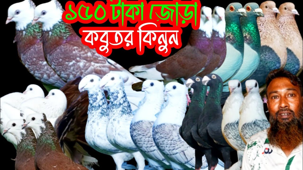 ১৫০ টাকা জোড়া কোয়ালিটি সম্পন্ন দেশি-বিদেশি কবুতর কিনুন #কবুতর