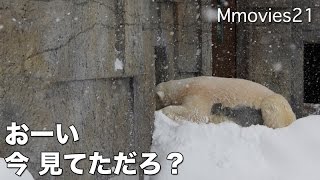 Polar Bears in snow リラに覗かれたデナリ 扉を叩く