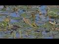 Frogs defend themselves against snakes / Frösche verteidigen sich gegen Schlangen