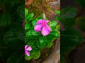 Cape periwinkle, graveyard plant, old maid, pink periwinkle, rose periwinkle, #flower