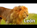 Aprende todo sobre el León. Video educativo para niños