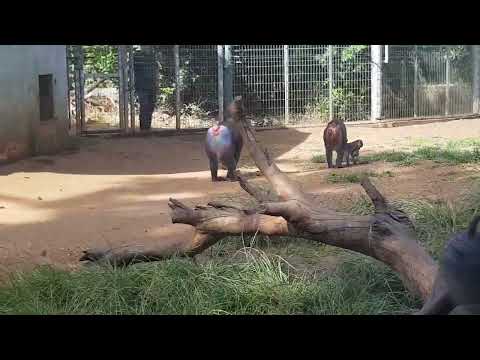 A group of mandrills during feeding time