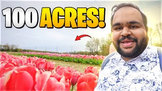 We found a 100 acres big Tulip Farm