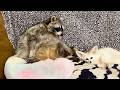 Tiffany the fox and Yukki the dog are very fond of Marcel the raccoon.