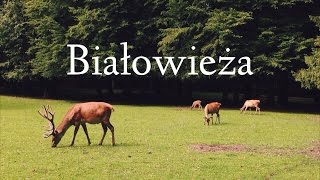 Road Trip To Belovezhskaya Pushcha National Park