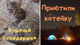 Передержка кошки/Купаем котейку Передержка кошки/Купаем котейку