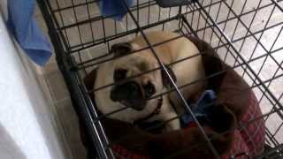 Jake the Pug snoring loudly