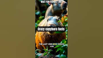 Capybara - 5 Crazy Capybara Facts You Won’t Believe