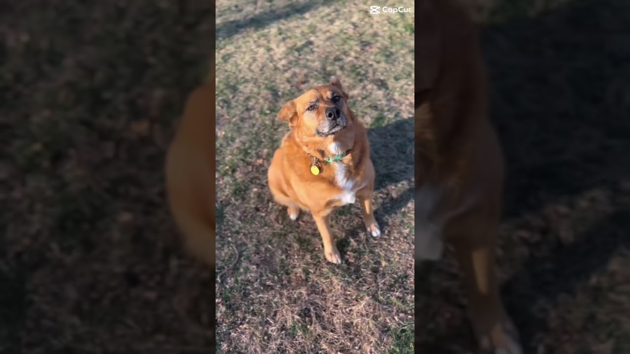 Doggo Edits! 🔥✨🐶 !MUST WATCH!