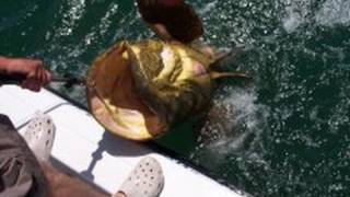 Huge Grouper Caught by Cape Coral Man