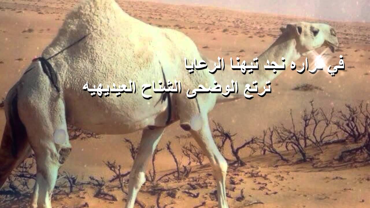 حفل الشيخ تركي بن خالد بن حميد بمناسبة زواج ابنه خالد