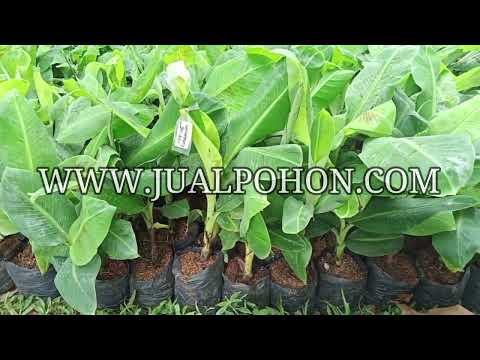 Tanam Pisang Cavendish dan Nikmati Hasilnya