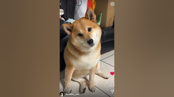 狗狗聽到就會歪頭的音樂