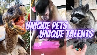 EXOTIC PETS NEED EXOTIC CARE 💖 EXOTIC PETS COMPILATIONS ✔ TikTok Top Best Compilations