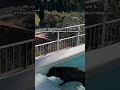 Dog Tries Out Cold Plunge, Hates it.