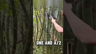 As Soon As A Bamboo Is Cut,Water Comes Out