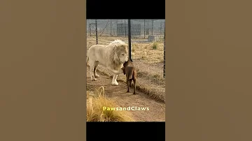 Animal Uno Reverse 