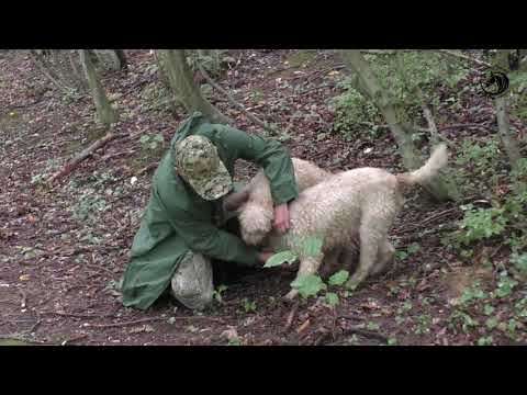 Video: Psi Tartufi: Ova štenad Treniraju Se Za Lov Na Gljive