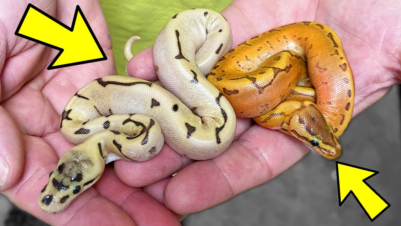 REVEAL OF PUMPKIN BALL PYTHON BABIES!! WORLD'S ONLY!! | BRIAN BARCZYK ...