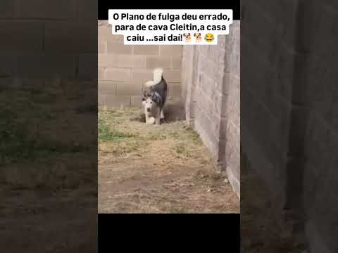 tadinho kkkkkk #humor #engraçado #fyp #comedia #tops #furyou #viral #reels #fy #animals #explorar