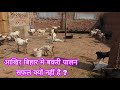 आखिर बिहार मे बकरी पालन सफल क्यों नही है ?Adars Goat Farm Nalanda Bihar