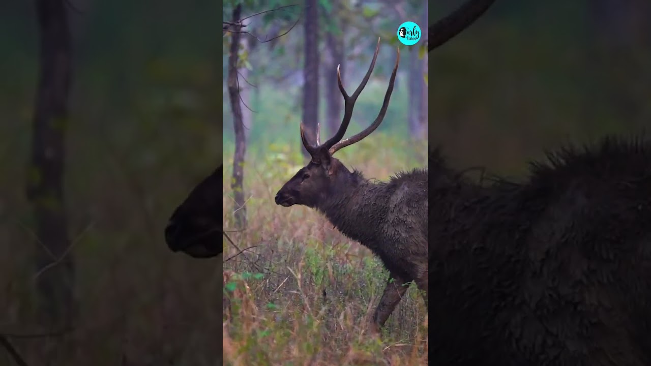 Kamiya Jani Visits 2 Countries At The Same Time, Here’s How | Curly Tales #shorts Kamiya Jani Visits 2 Countries At The Same Time, Here’s How | Curly Tales #shorts