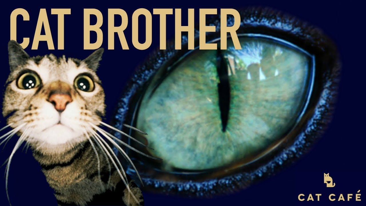 manchester united Cat Brother 2018 - Episode Five - Cabin Fever