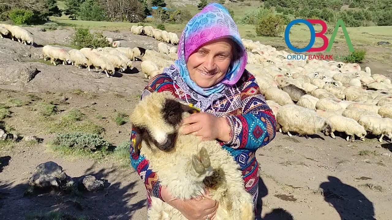 Çobanların Tokat Erbaa'dan Ordu Yaylalarına Göçü-OBA AJANS-2021 -Ahmet Bayrak