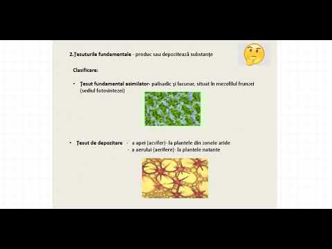 Video: Diferențele Dintre țesutul Meristematic și țesutul Permanent