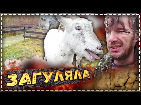 Случка козы в первый раз. \\ Опять в деревню. \\ Сработала ловушка.