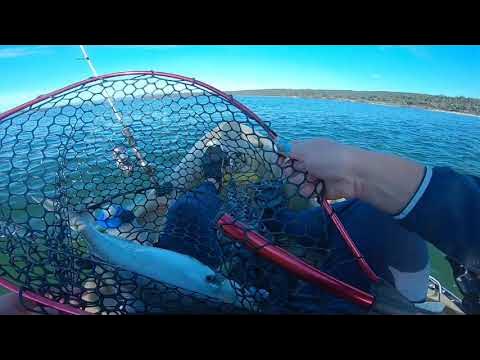 Commercial Shark Fishing Tasmania 