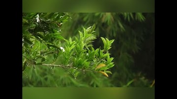 ماتيسر من سورة النازعات🌿 القارئ هزاع البلوشي .