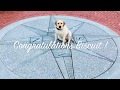 Providence/Bakersfield Dog Trainers:8 month Yellow Labrador: Biscuit | Best Dog Trainers in RI! Providence/Bakersfield Dog Trainers:8 month Yellow Labrador: Biscuit | Best Dog Trainers in RI!