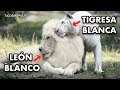 UN LEÓN BLANCO Y UNA TIGRESA BLANCA TUVIERON BEBÉS NO CREERÁS COMO SE VEN