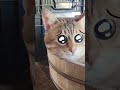 ダンシングぴえん猫小鉄