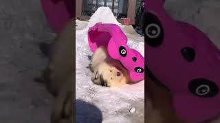 ❄Sledding In Winter #Pets #Dog #Cutedog #Shorts