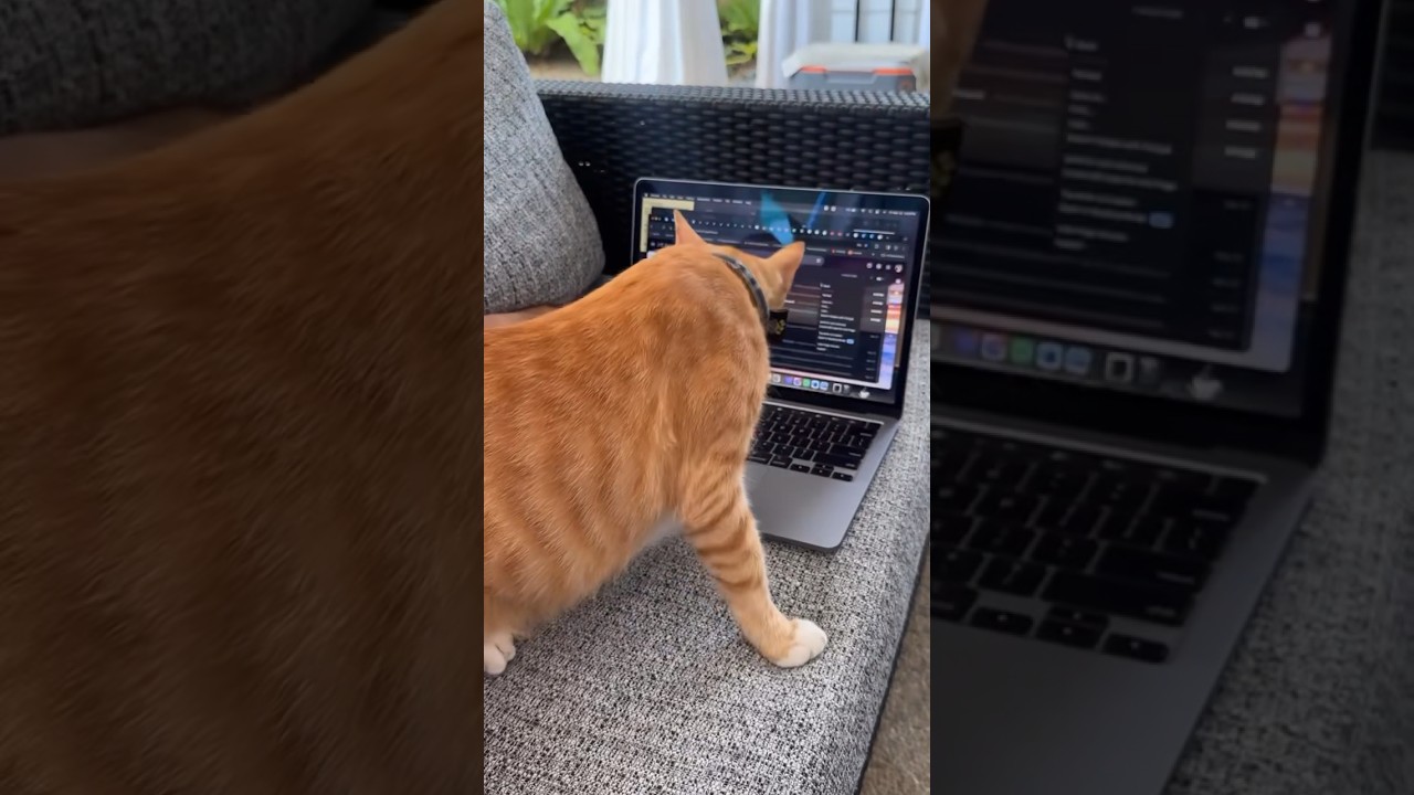 Give me some attention mommy 🐈😅🥰😘🥹 #viralvideo #trendingshorts #cats #